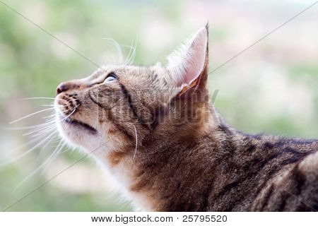 cute cat opzoeken