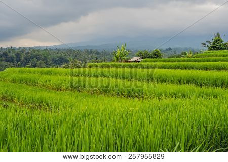Beautiful Jatiluwih Rice Terraces Against The Background Of Famous Volcanoes In Bali, Indonesia