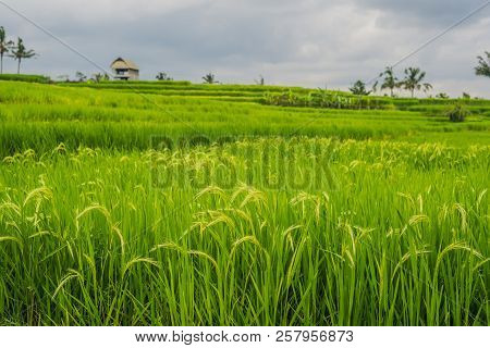 Beautiful Jatiluwih Rice Terraces Against The Background Of Famous Volcanoes In Bali, Indonesia