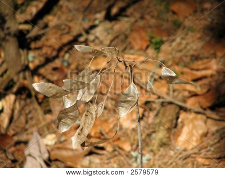 Lunaria Rediviva