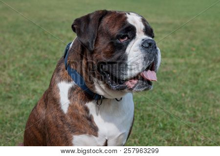 Brindle Boxer Puppy With Lolling Tongue Is Sitting On A Green Meadow. Pet Animals.
