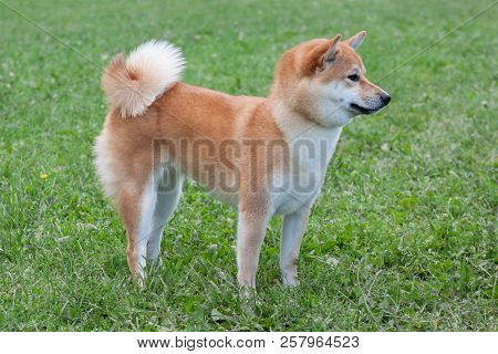 Red Shiba Inu Is Standing On A Green Meadow. Pet Animals.