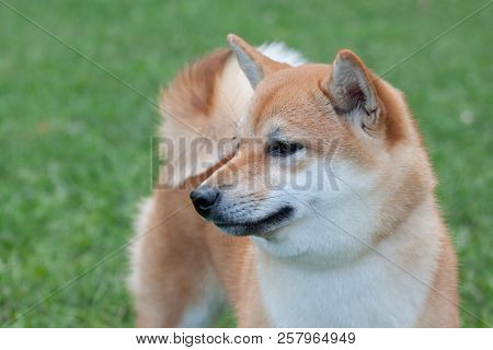 Cute Red Shiba Inu. Japanese Small Size Dog Or Japanese Turf Dog. Pet Animals.