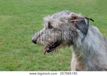 Cute Irish Wolfhound Is Standing On A Green Meadow. Close Up. Pet Animals.