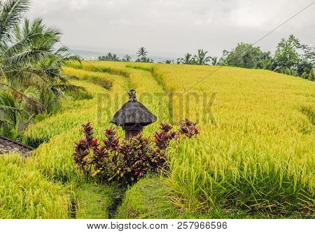 Beautiful Jatiluwih Rice Terraces Against The Background Of Famous Volcanoes In Bali, Indonesia