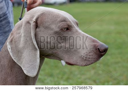 Cute Gray Weimaraner Vorstehhund Is Standing On A Green Meadow With His Owner. Pet Animals.