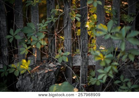 Virginia Creeper (grape) Creeps Up Under Wooden Grey Brown Fence In Yellow Light Sunset Garden