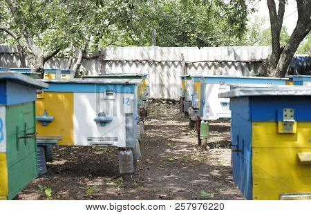 Colorful Hives. Bee Houses In Garden. Honey Farm.