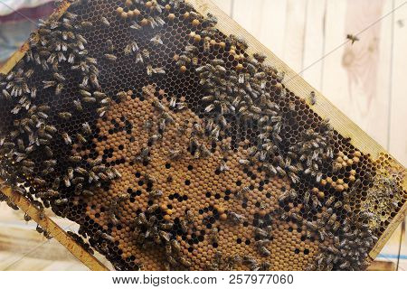 Column Of Bees Working On A Frame. Frame With Natural Gold Honey.