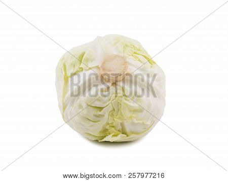 White Cabbage Isolated On White Background One Whole Head