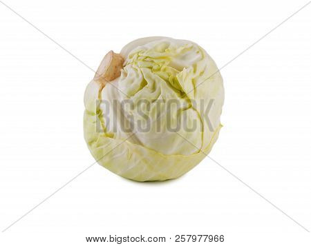 White Cabbage Isolated On White Background One Whole Head