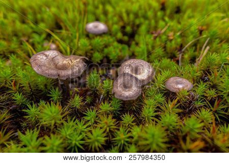 Brown And Yellow Mushrrom On Green Moss In Forest