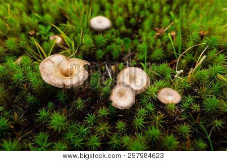 Brown And Yellow Mushrrom On Green Moss In Forest