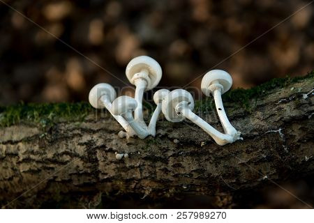 Porcelain Fungus Growing On Fallen And Moss Covered Branch Is Illuminated By Late Afternoon Sunlight