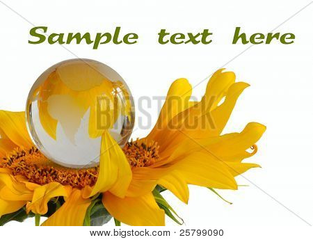 Globo de cristal en girasol.