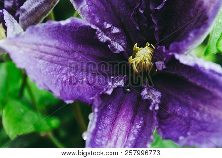 Lavender Clematis - Photograph Of A Violet Clematis Flower In Th
