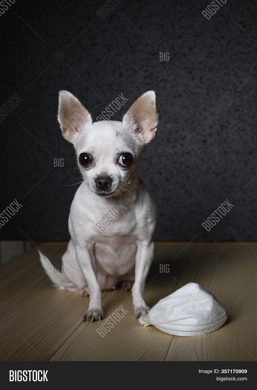 chihuahua feet