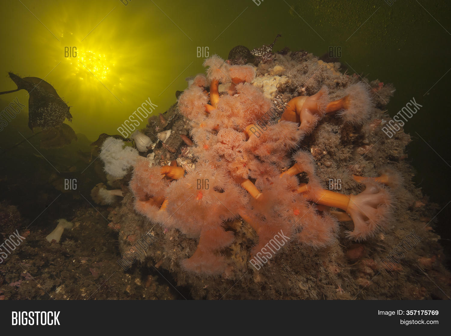 Sea Anemone Collony On Image & Photo (Free Trial) | Bigstock
