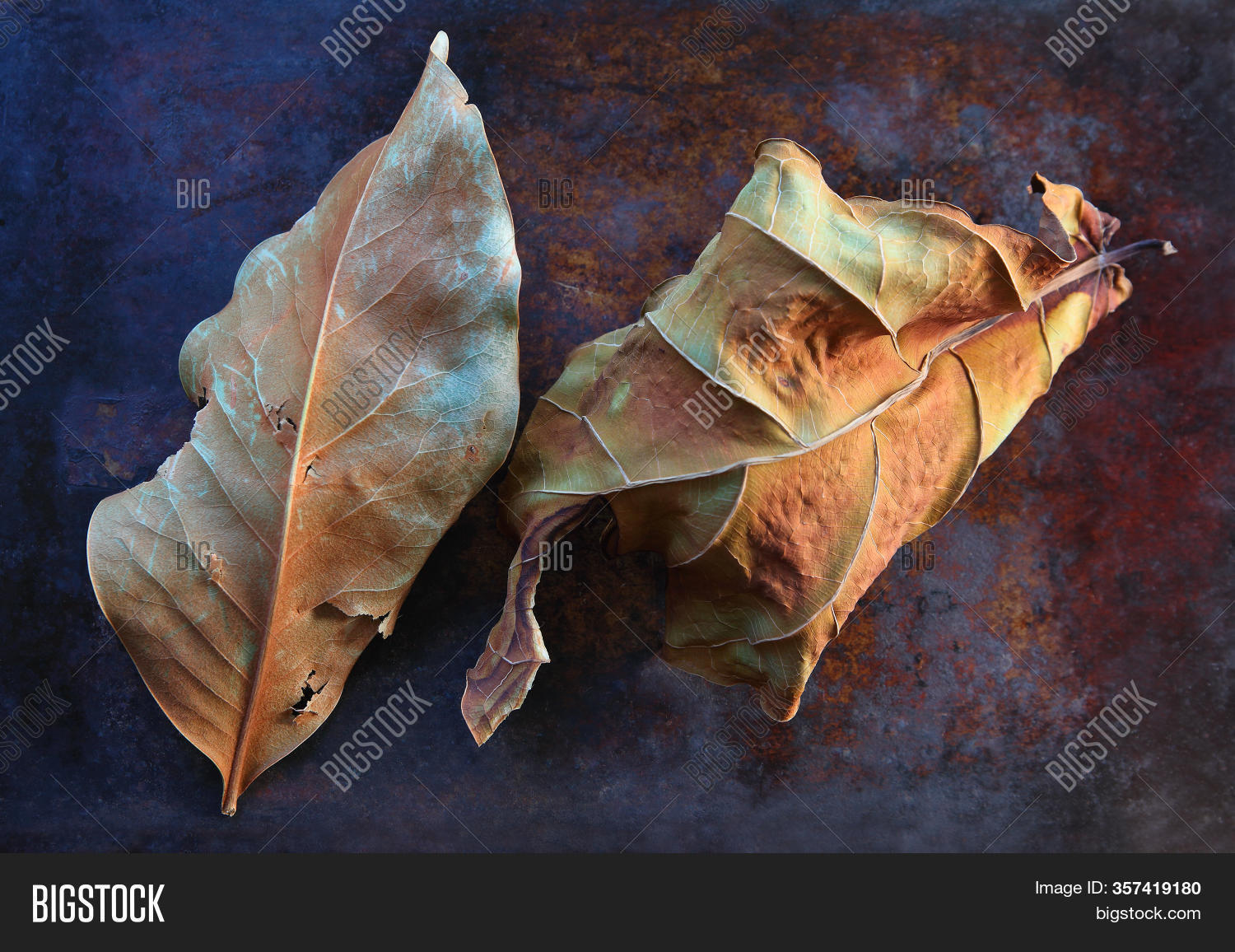 Dead Leaves Magnolia Image & Photo (Free Trial) Bigstock