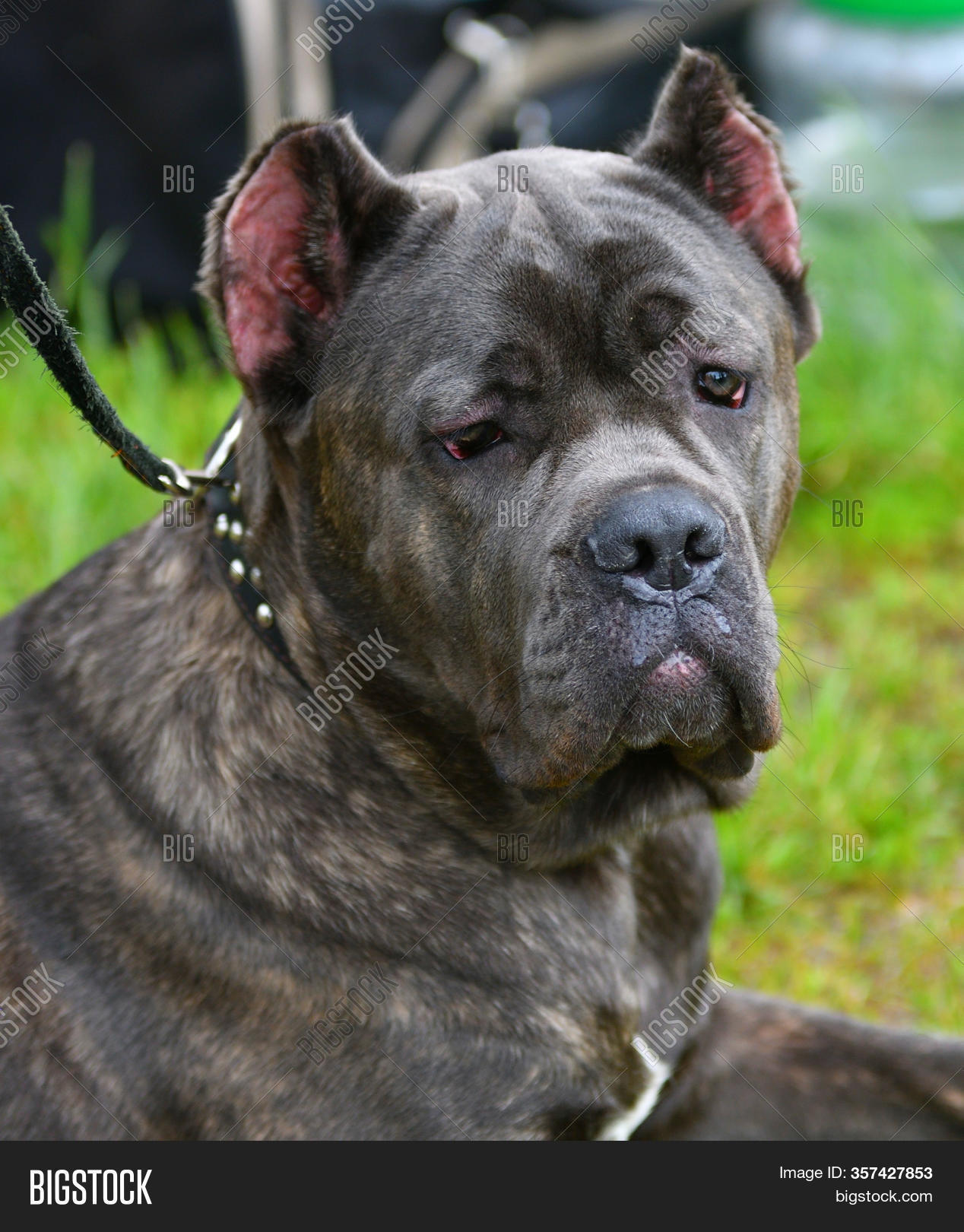 cane corso fighting dog