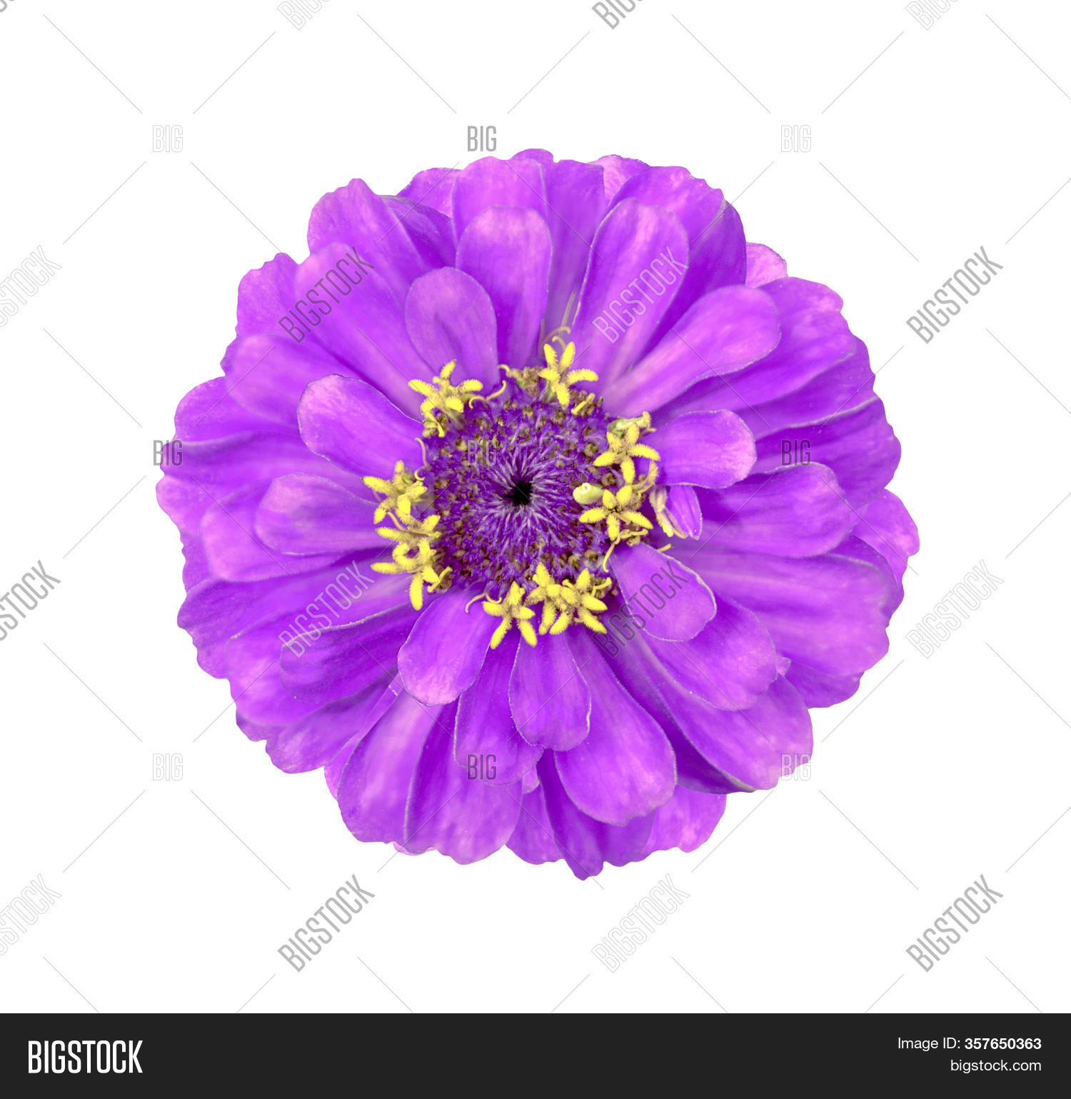 Surreal Violet Zinnia Image & Photo (Free Trial) Bigstock
