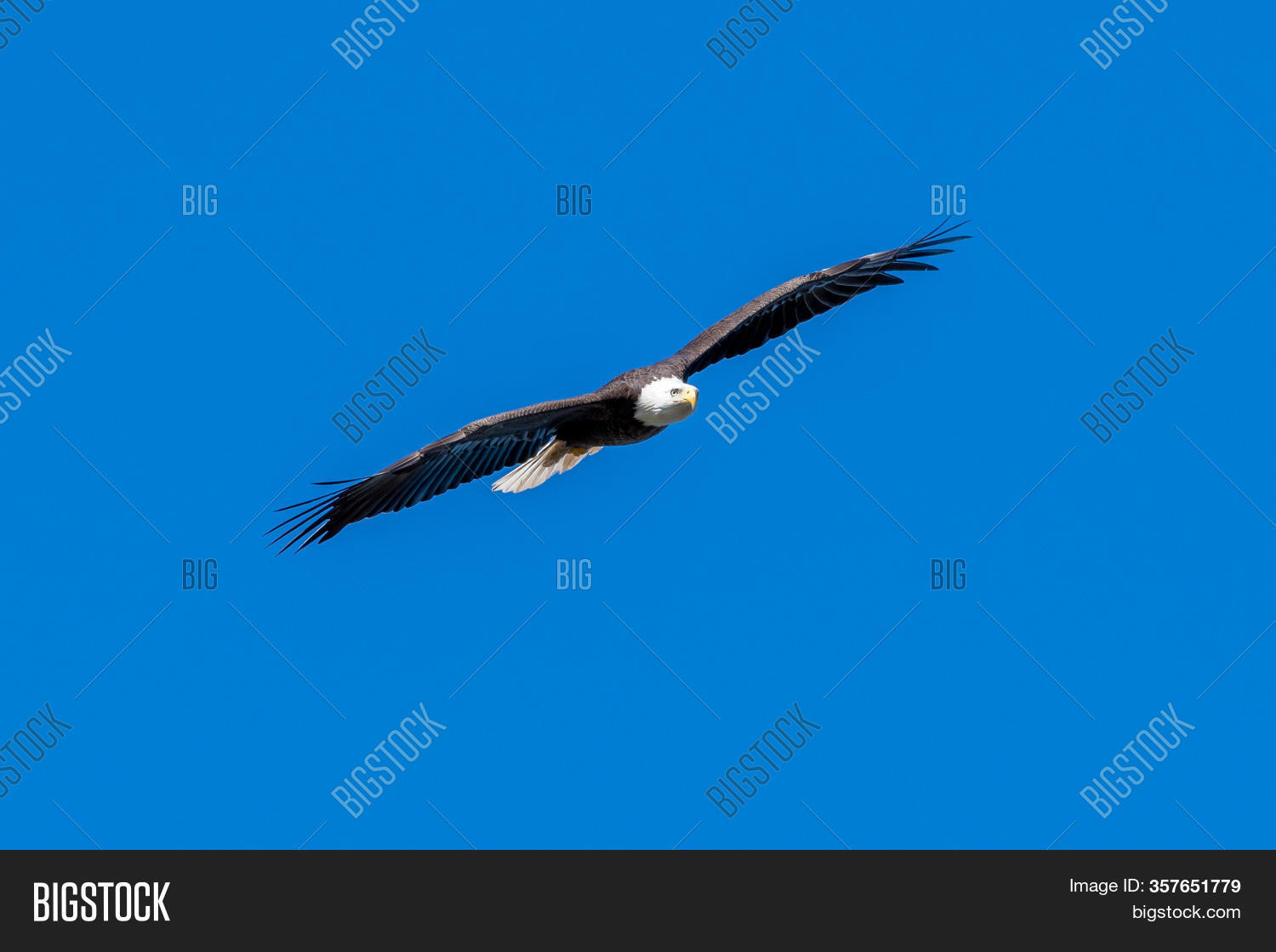Bald Eagle Glides Image & Photo (Free Trial) Bigstock
