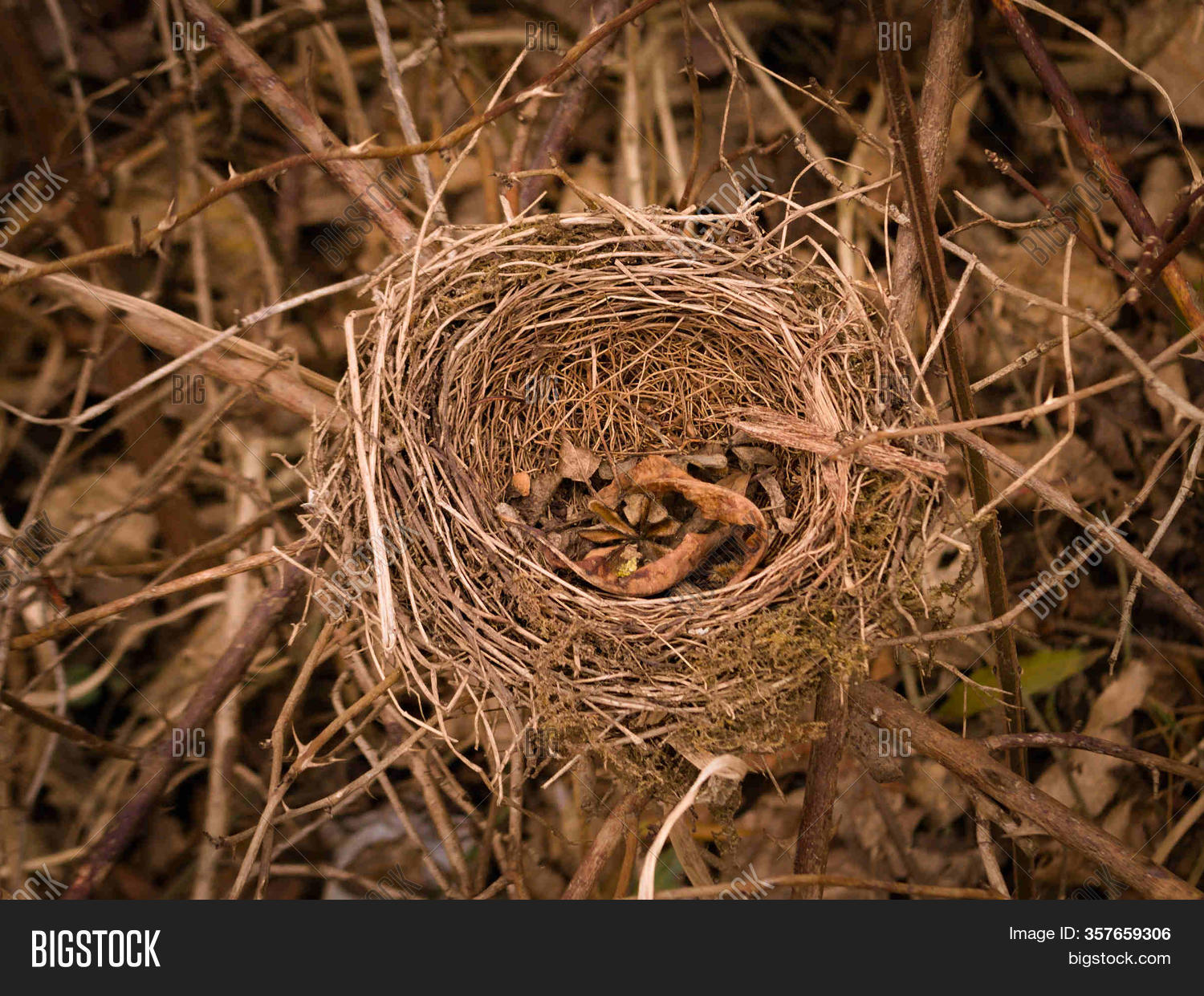 Abandoned Bird Nest Image & Photo (Free Trial) Bigstock