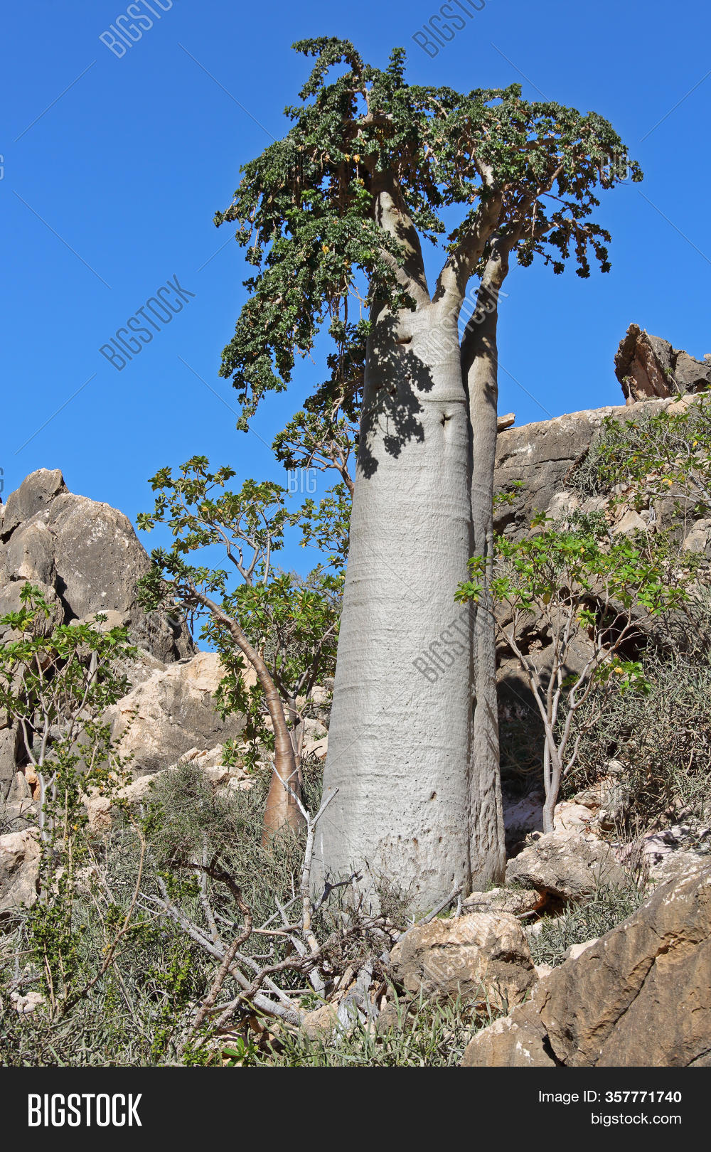 Cucumber Tree, Image & Photo (Free Trial) Bigstock