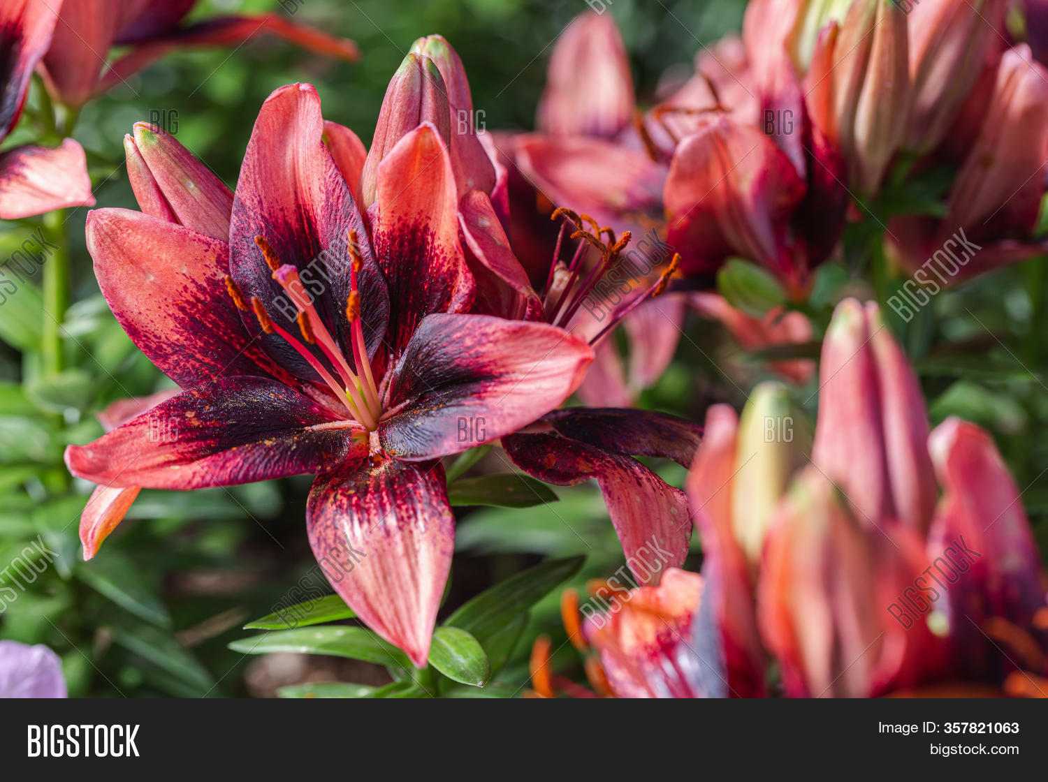 Colorful Lily Flower. Image & Photo (Free Trial) Bigstock