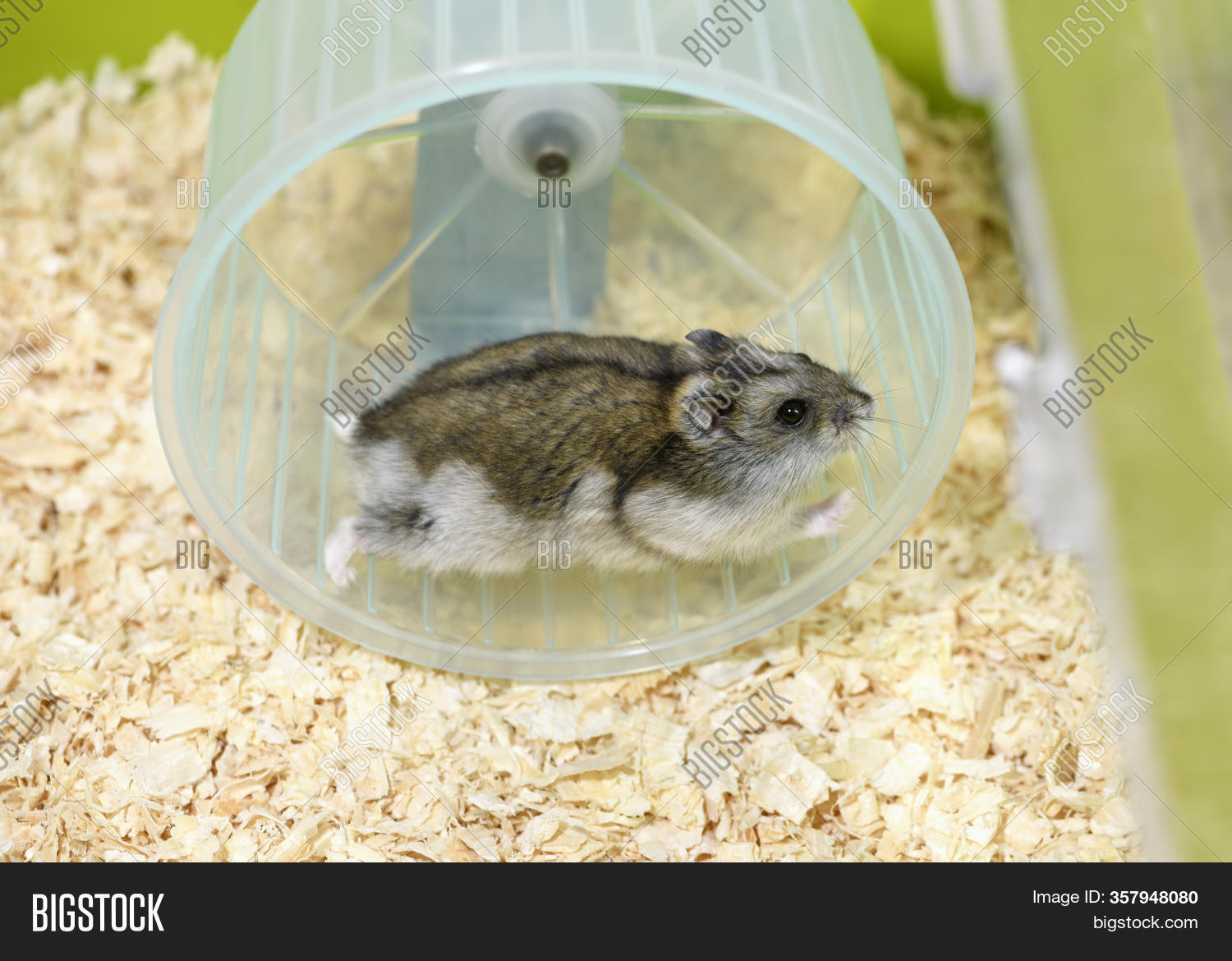 adult dwarf hamster