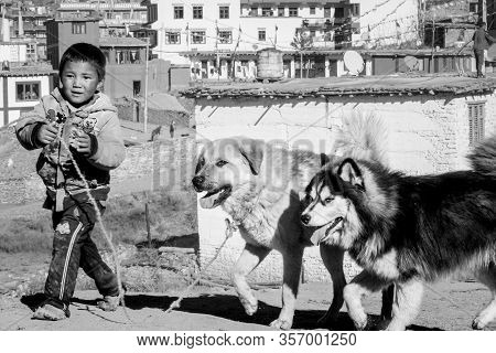 Boy And His Dogs In Nepal