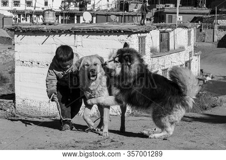 Boy And His Dogs In Nepal