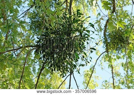 Defeat The Tree Mistletoe. Weed Half Parasite Has The Shape Of A Ball Attached To The Branches Of Th