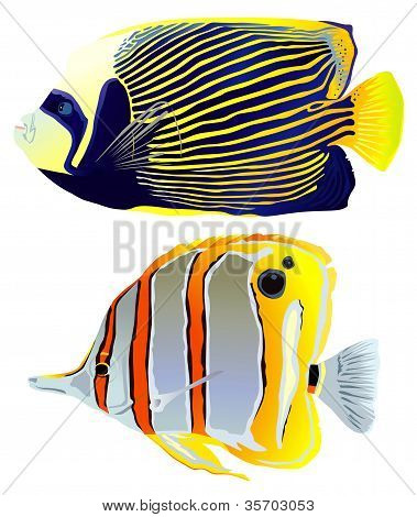 Tropical fish