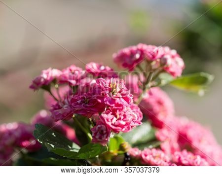 Crataegus Laevigata Tree (paul's Scarlet) Blooming In Spring Background