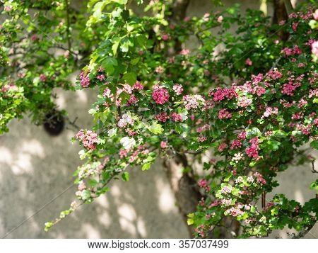 Crataegus Laevigata Tree (paul's Scarlet) Blooming In Spring Background