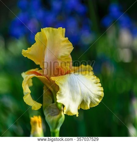 Iris Germanica. Closeup Of Flower Bearded Iris 