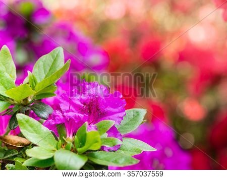 Purple Flowers Of Rhododendron Bush - Azalea,  Blooming In Spring Garden