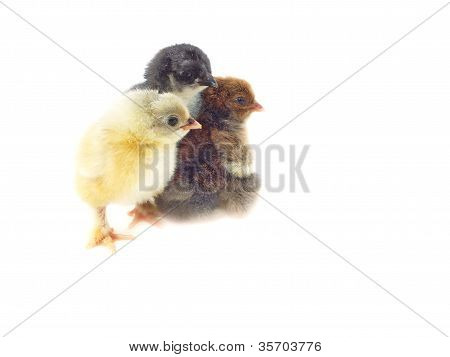 kyckling chick