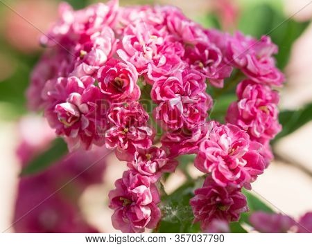Crataegus Laevigata Tree (paul's Scarlet) Blooming In Spring Background