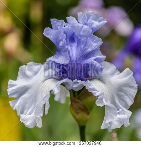 Iris Germanica. Closeup Of Flower Bearded Iris 