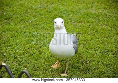 Portrait Of Gull Sitting In Grass. White And Grey Seagull. Gull Walk In Italy Park. Beautiful And Fu