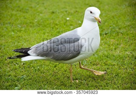 Gull Stem. Wild Seagull With Natural Green Background. Gull Walk In Italy Park. Beautiful And Funny 
