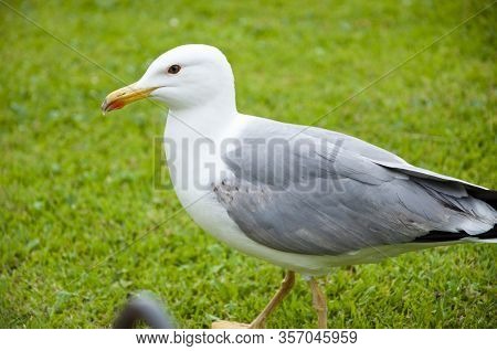Bird Bonapartes Gull On The Grass Outdoor. Gull Walk In Italy Park. Beautiful And Funny Seagull On G
