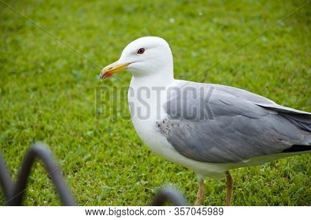Gull Bird. White Seagull Walk On Green Grass. Sea Gull With Yelloow Beak.