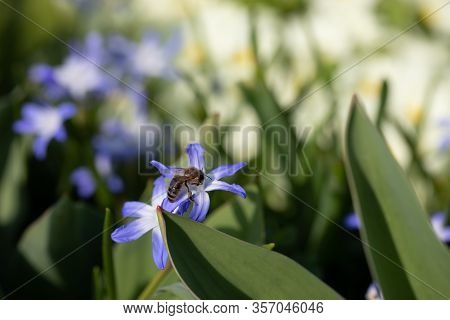 Spring Is One Of The Most Beautiful Times What Our Nature Has To Offer. Many Flowers In Different Co