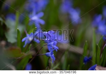 Spring Is One Of The Most Beautiful Times What Our Nature Has To Offer. Many Flowers In Different Co