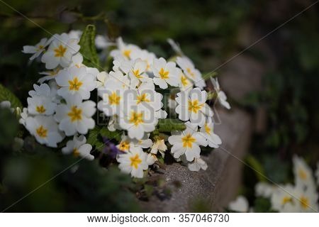 Spring Is One Of The Most Beautiful Times What Our Nature Has To Offer. Many Flowers In Different Co