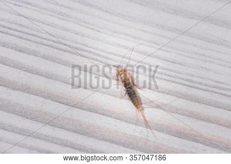 Firebrat (thermobia Domestica), A Species Of Silverfish. Insect Lepisma Saccharina In Normal Habitat