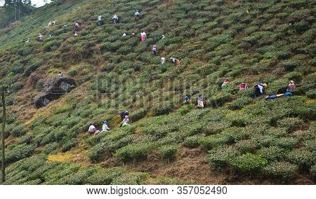 Darjeeling, India- December 27, 2019: Women Carrying Fresh Tea Leafs In The Basket At Tea Garden In 
